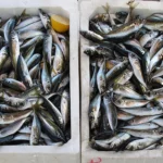 Friedrichs Feinfisch Werksverkauf Waren (Müritz)